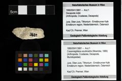 Foto (Objekt + Etiketten) von Cracensigillatus acutirostris (Moericke, 1889) 